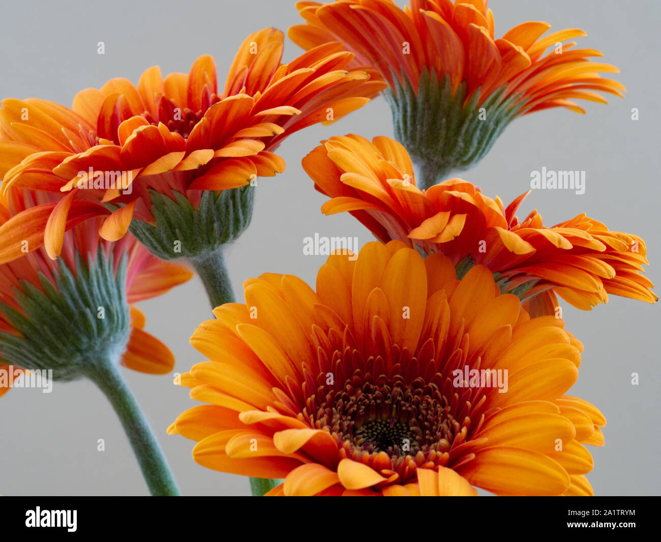 Gerbera margarita naranja fotografías e imágenes de alta resolución Alamy