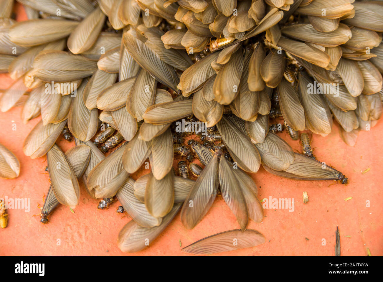 Cosechadora de África las termitas con alas termitas ( Hodotermes swarmers mossambicus), Kenia, África Oriental Foto de stock