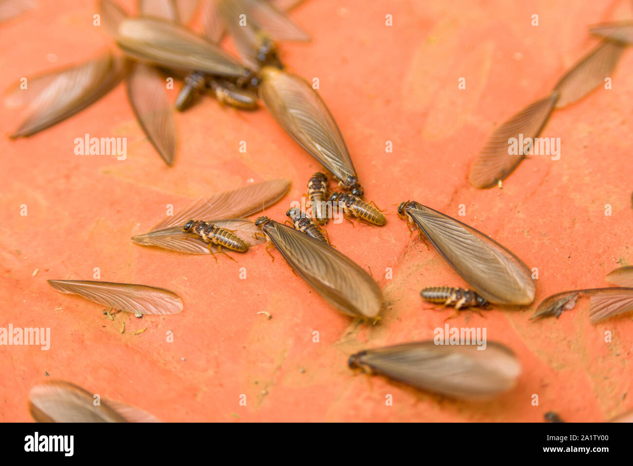 Cosechadora de África las termitas con alas termitas ( Hodotermes swarmers mossambicus), Kenia, África Oriental Foto de stock