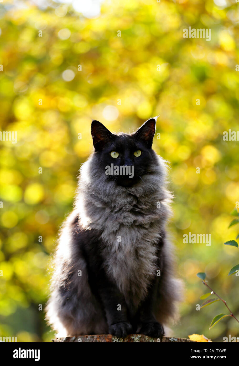 Un humo negro bosque de Noruega gato sentado sobre un tocón en el bosque de  otoño Fotografía de stock - Alamy