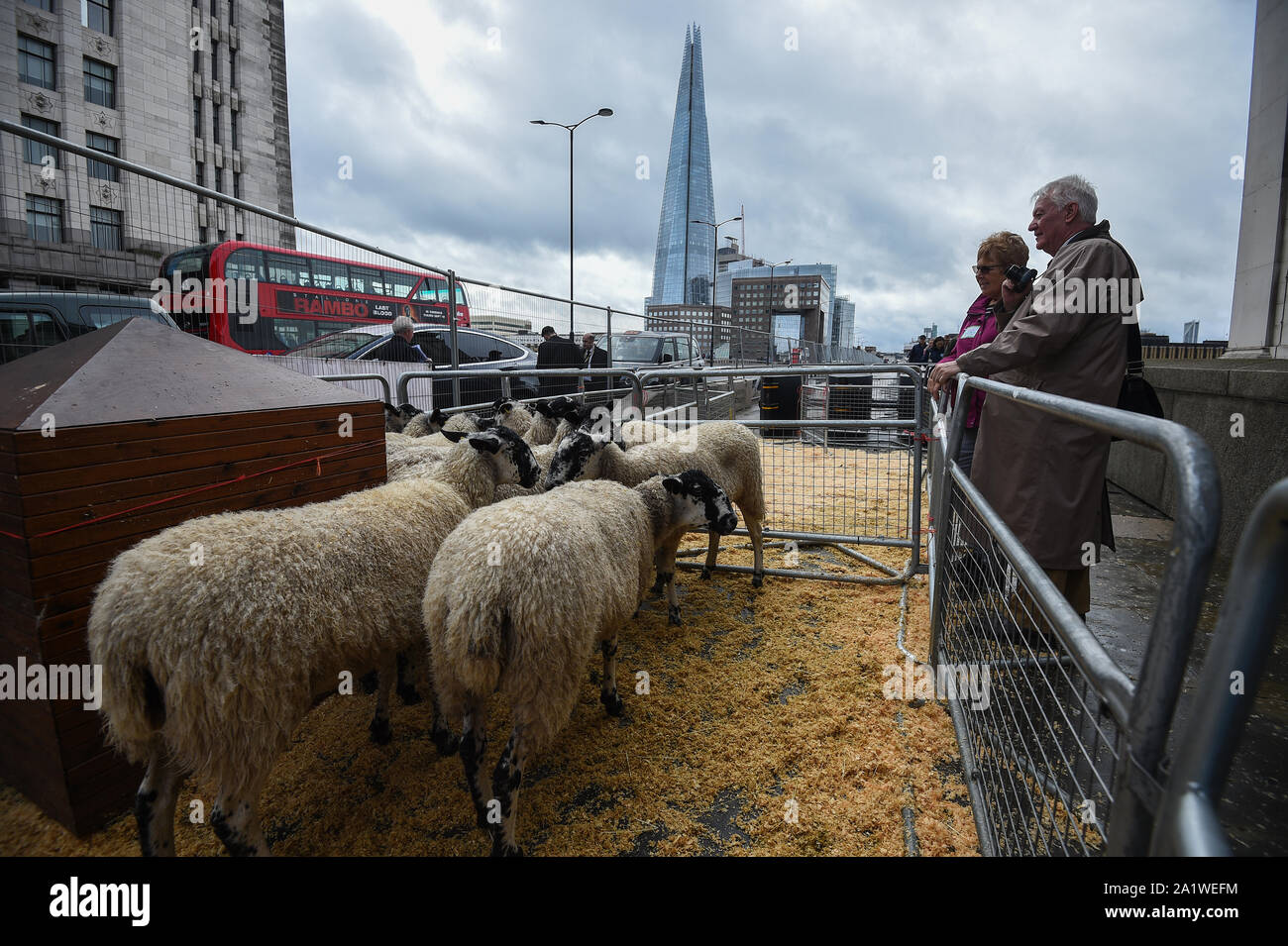 Los espectadores fotografía ovejas en un corral de espera antes de ser conducidos a través de Puente de Londres por 600 Los hombres libres de la ciudad de Londres como asumen el derecho histórico. Foto de stock