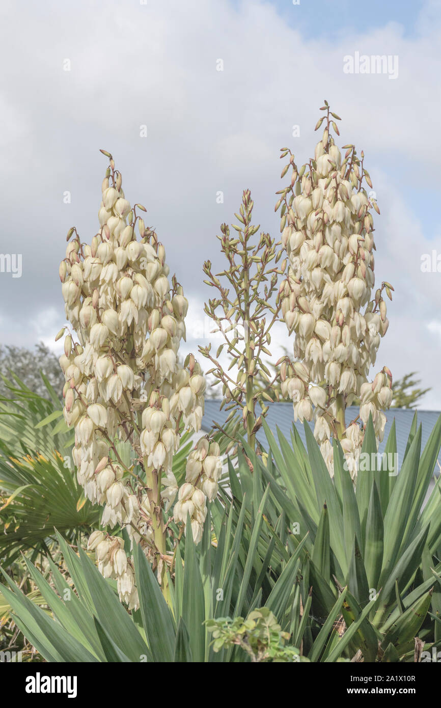 Medicina tradicional de la yuca fotografías e imágenes de alta