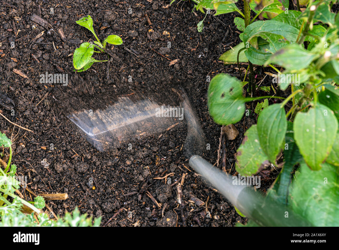 Cavar para eliminar las malas hierbas. Extracción de malezas con una azada de jardín. Foto de stock