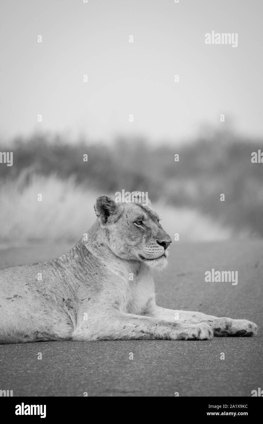 Un león en el Parque Nacional Kruger, Sudáfrica Foto de stock