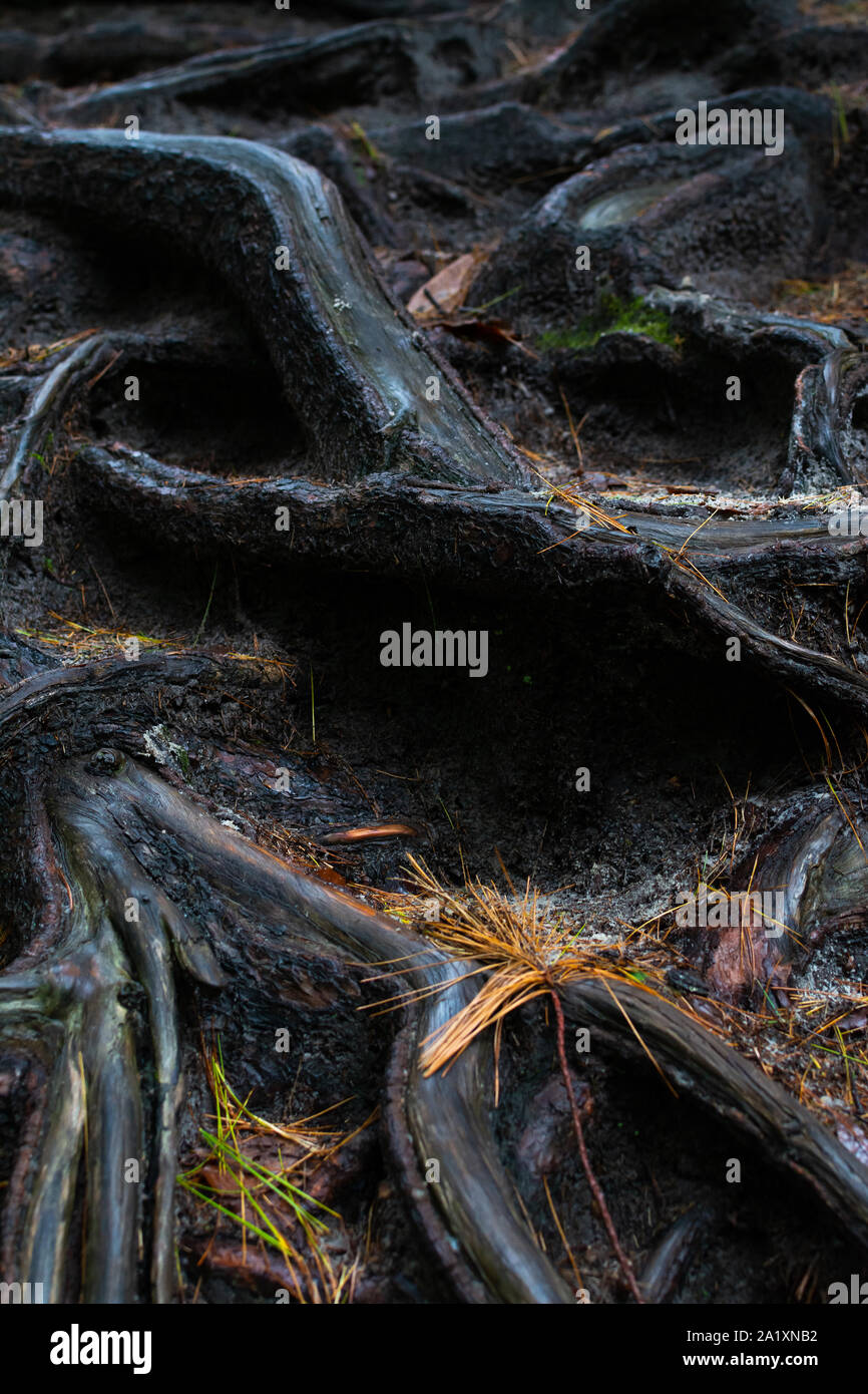 Expone las raíces de los árboles después de la lluvia. Starved Rock State Park, Illinois, EE.UU. Foto de stock