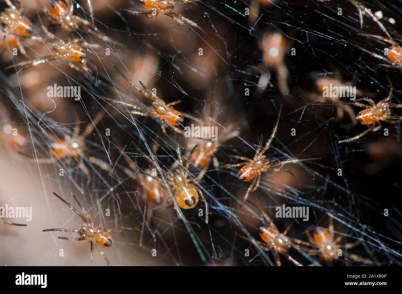 Sur de la araña viuda negra, Latrodectus mactans, jóvenes en nido Foto de stock