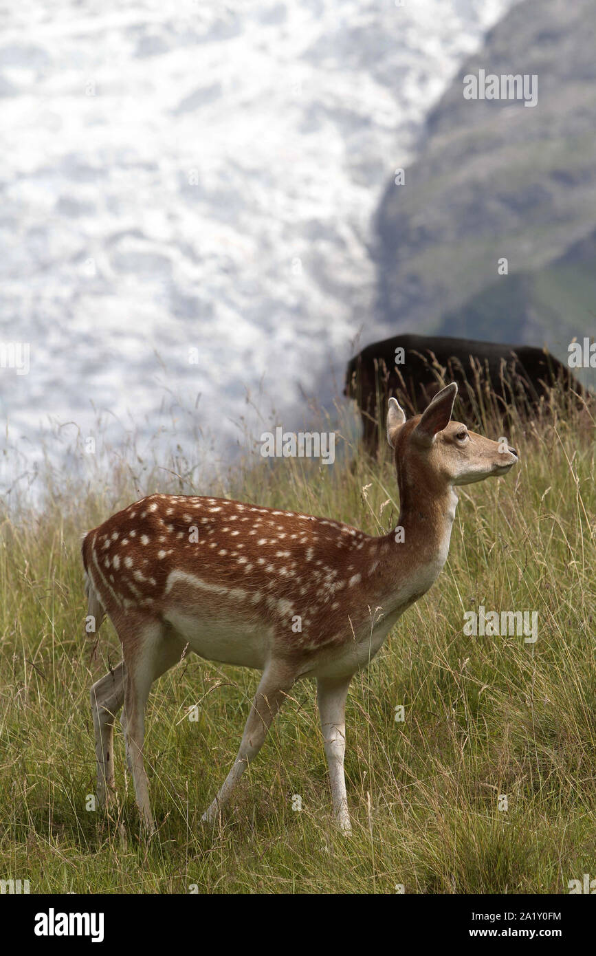 Biche Sika Les Houches Parc Animalier De Merlet Alta Saboya Francia Fotografia De Stock Alamy