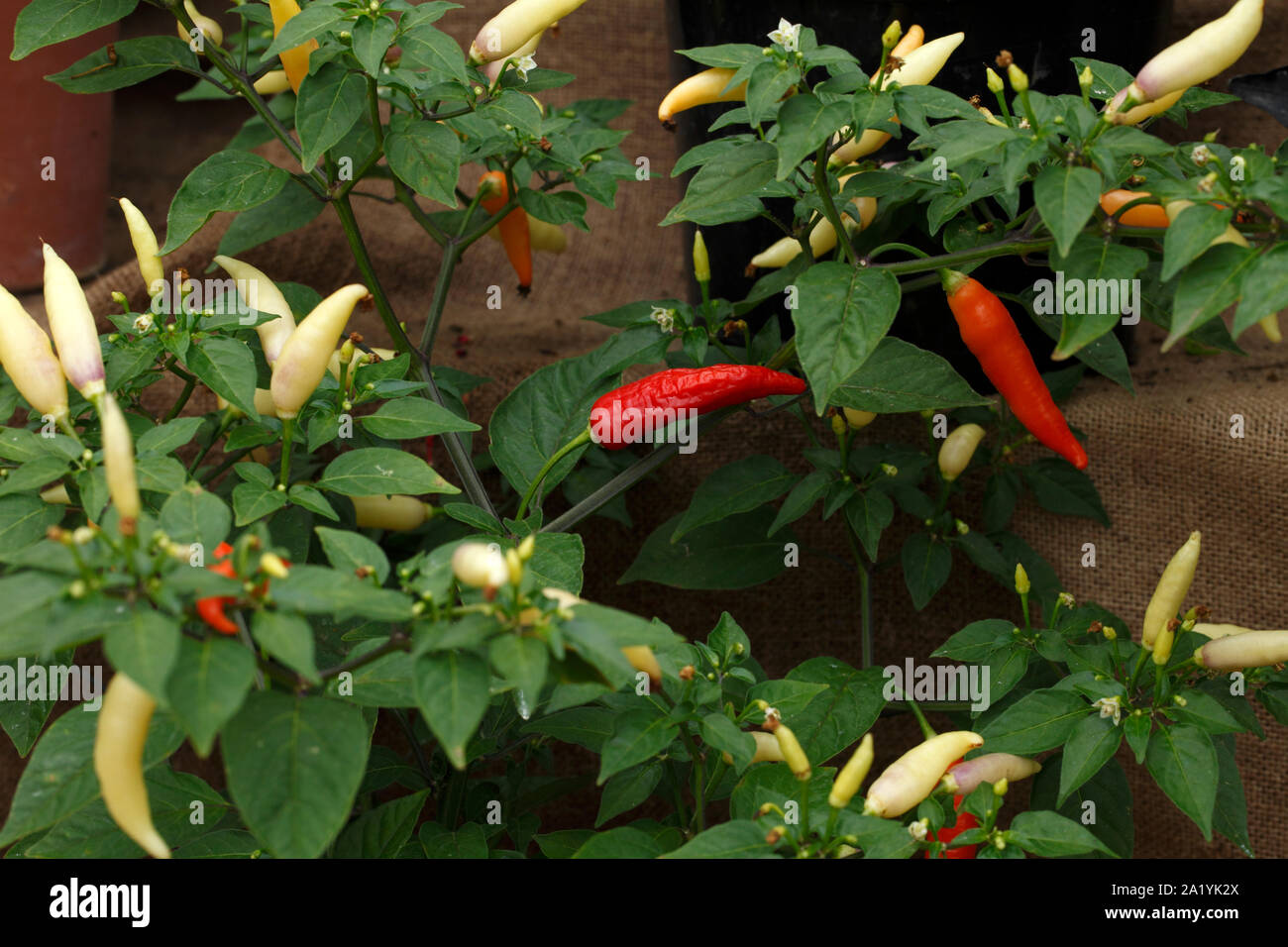 Escala de scoville fotografías e imágenes de alta resolución Alamy