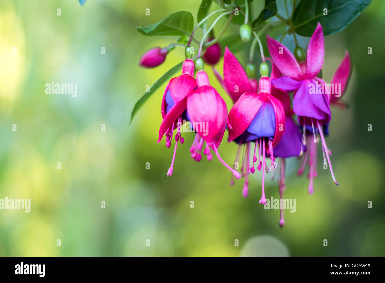 Violeta y rosa fucsia flor con fondo verde para Primavera Verano Fotografía  de stock - Alamy