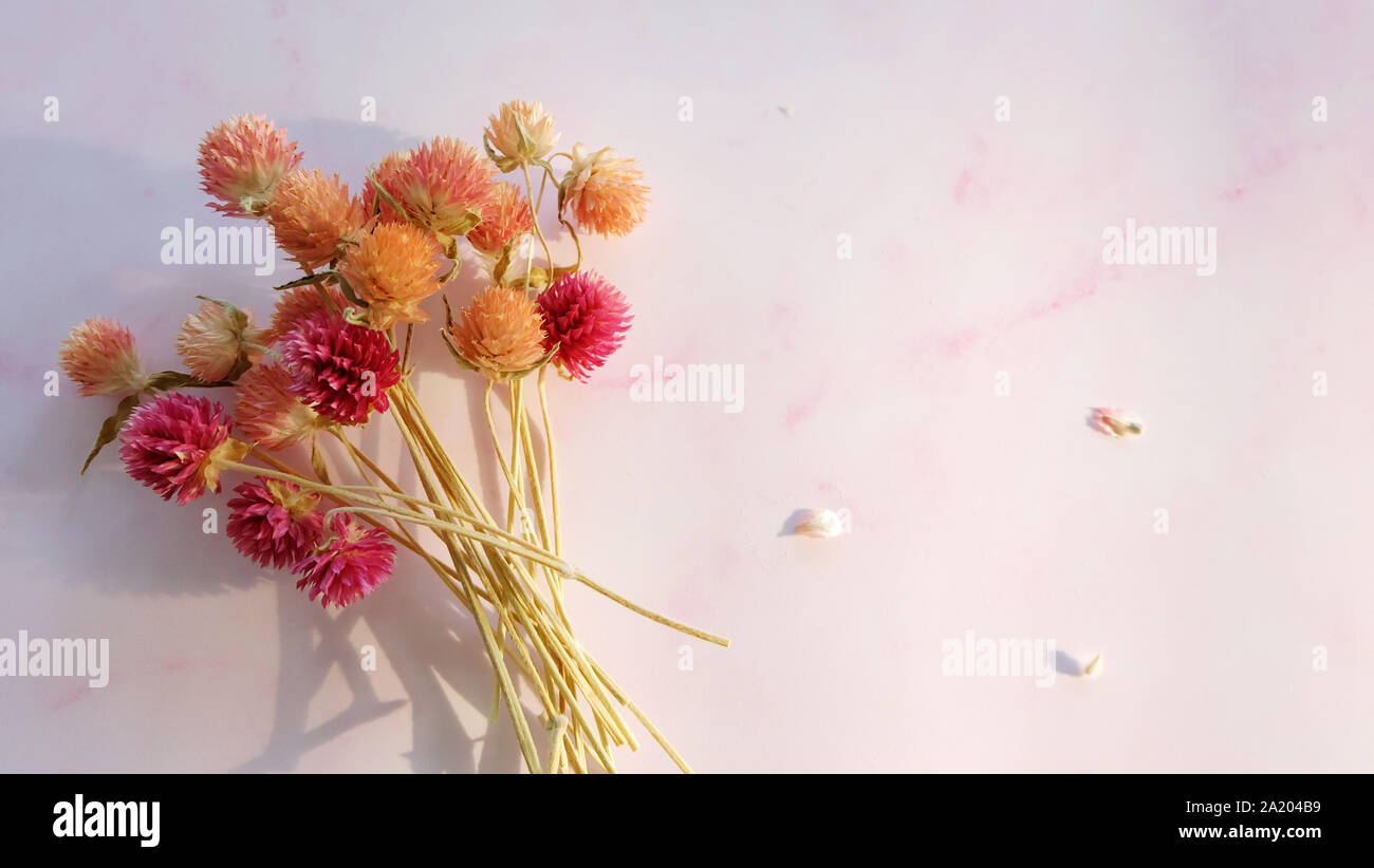 Un montón de coloridas flores secas de amaranto globo sobre un fondo de color rosa, con un espacio vacío a la derecha. Foto de stock