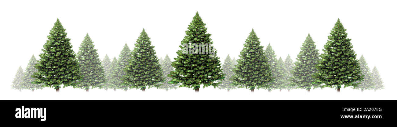 Pino horizontal diseño de borde de invierno con un grupo de árboles de Navidad verde sobre un fondo blanco como un bosque siempreverde elemento festivo. Foto de stock