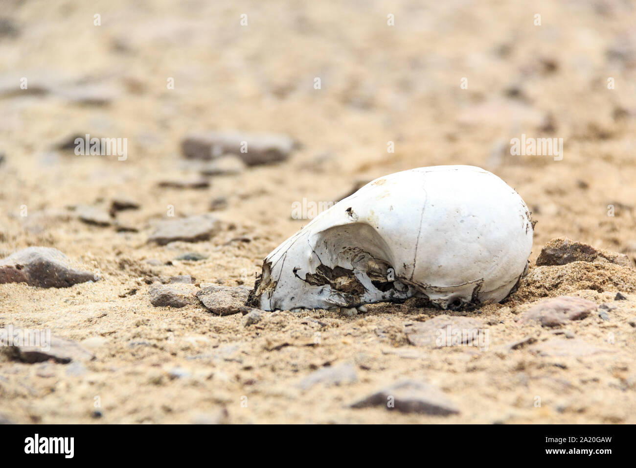 Cráneo de un lobo de mar en la arena, la costa de los Esqueletos, Namibia, África Foto de stock