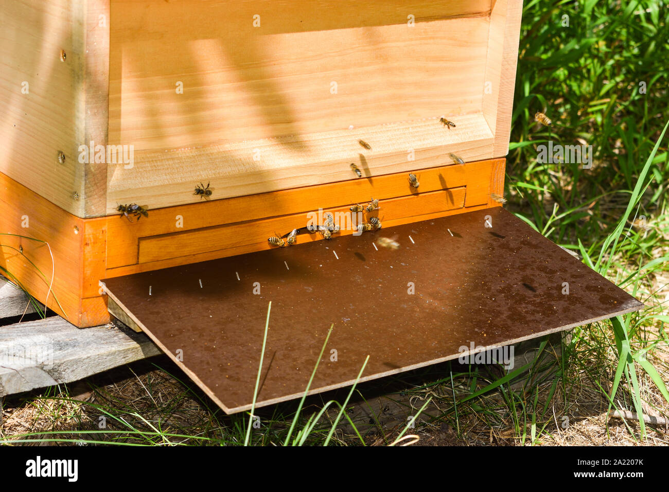 Las abejas vuelan a la entrada de la colmena. Foto de stock