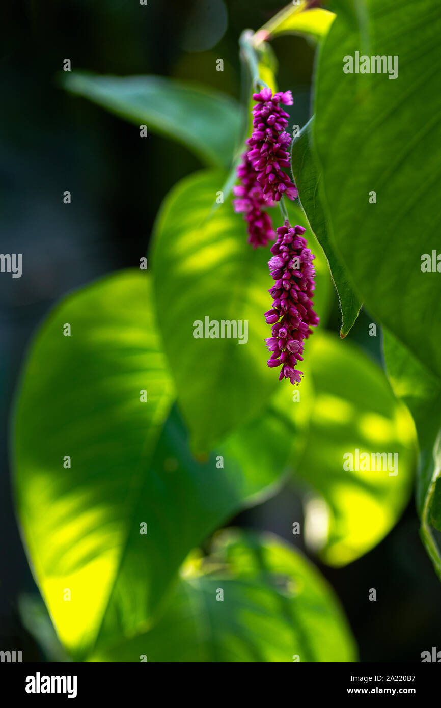 Las Flores De La Planta De Amaranto Amaranthus Pseudocereal Con Hojas Macro Cerrar Fotografia De Stock Alamy
