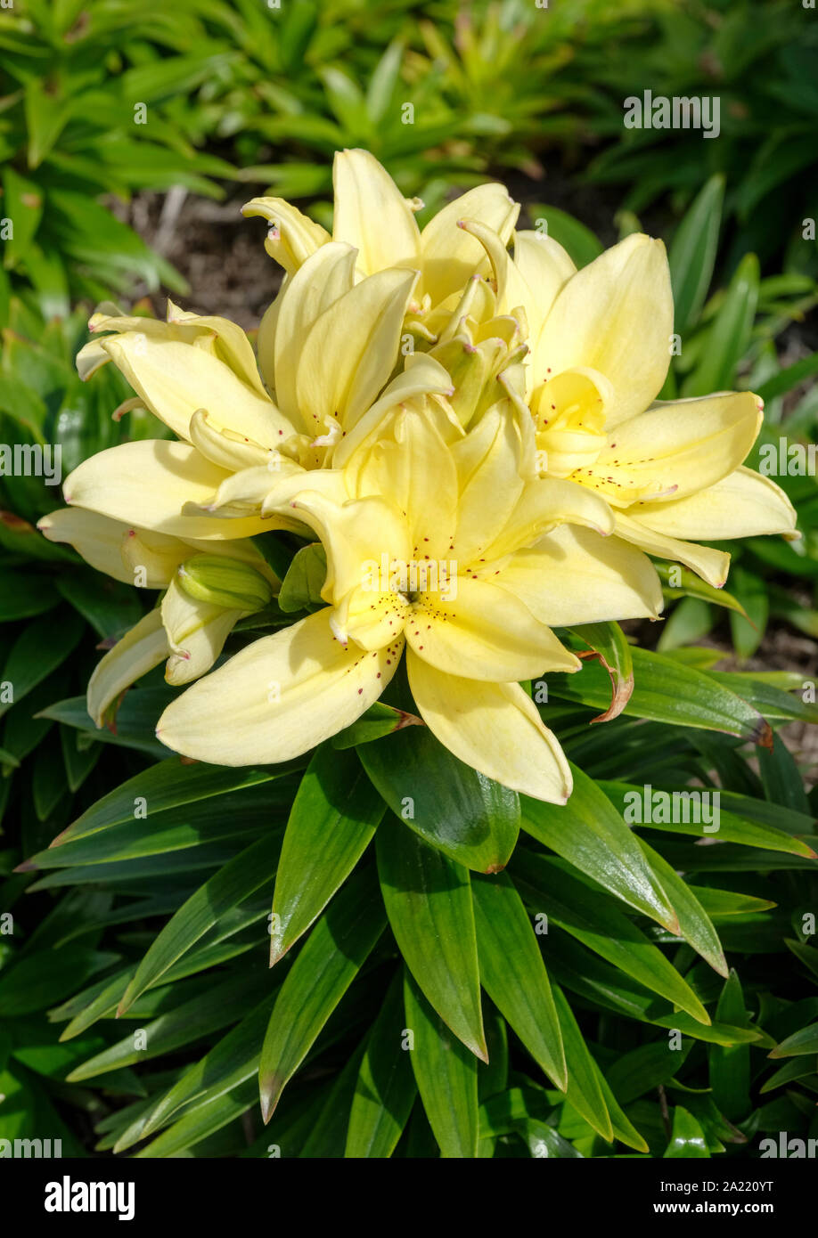 Color crema, amarillo pálido Asiatic Lilium Pot 'montagne Alegría', 'montagne lilium lirio Joy', 'montagne Alegría', Enano Asiatic lily flores dobles Foto de stock