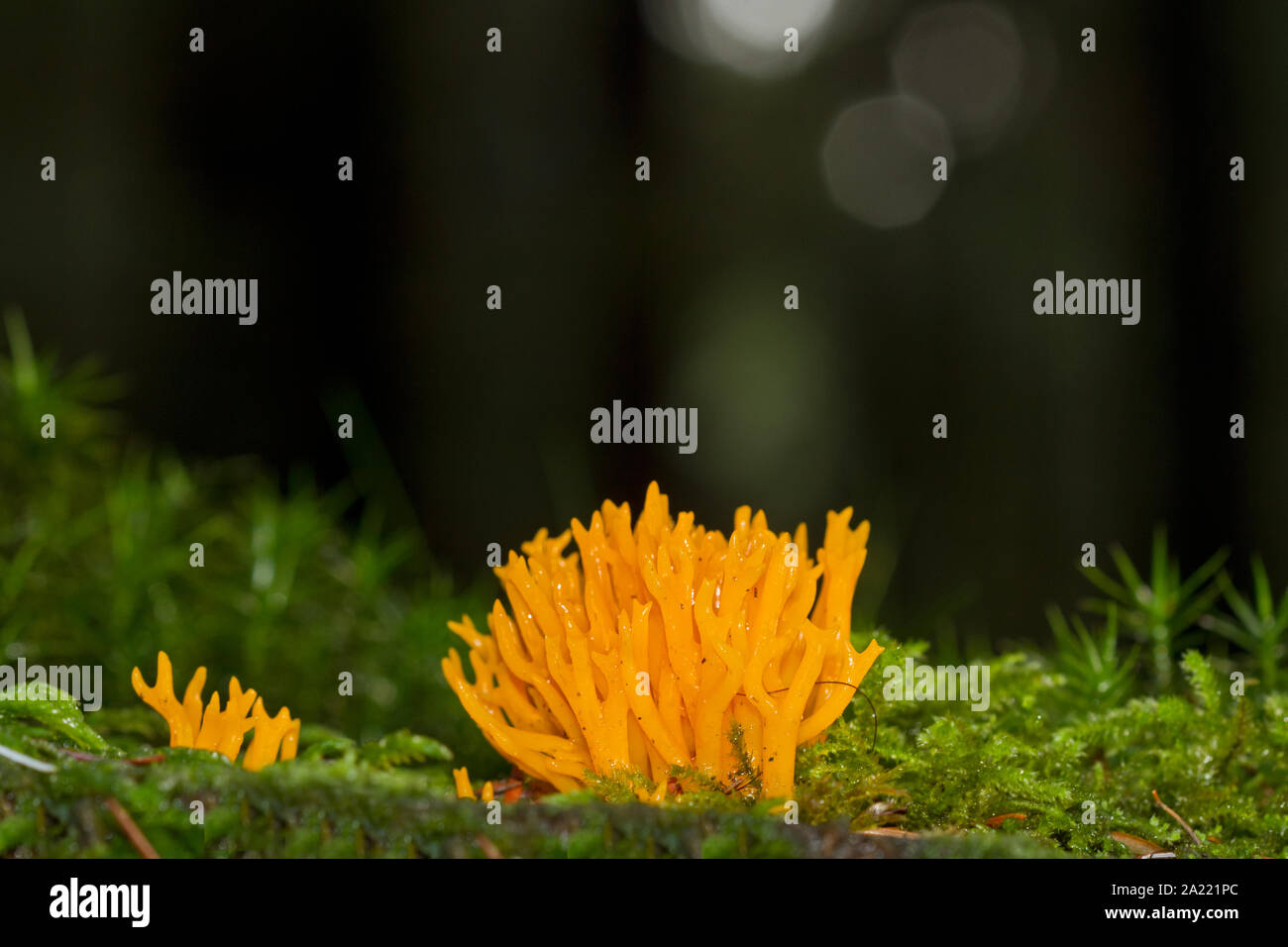 De color amarillo brillante de cuerno de ciervo, un hongo hongo Coral, creciendo en MOSS en el tronco de un árbol en un bosque oscuro Foto de stock