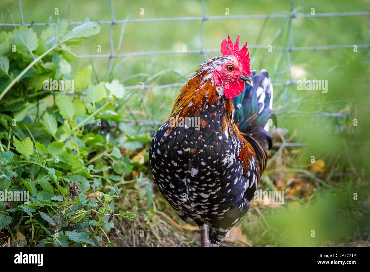 Steinhendl/ Stoapiperl rooster - un pollo razas amenazadas de Austria Foto de stock