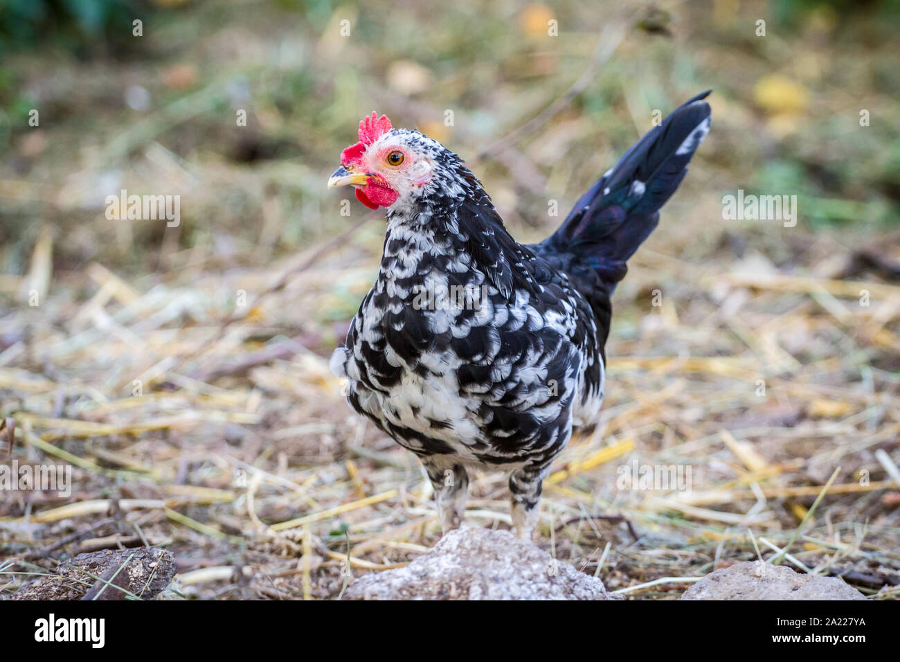 Los jóvenes Steinhendl/ Stoapiperl rooster - un pollo razas amenazadas de Austria Foto de stock
