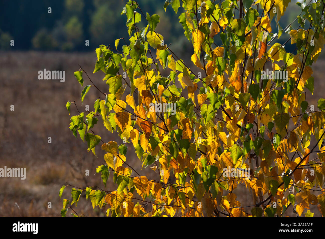 Un árbol en un campo amarillo en otoño Foto de stock