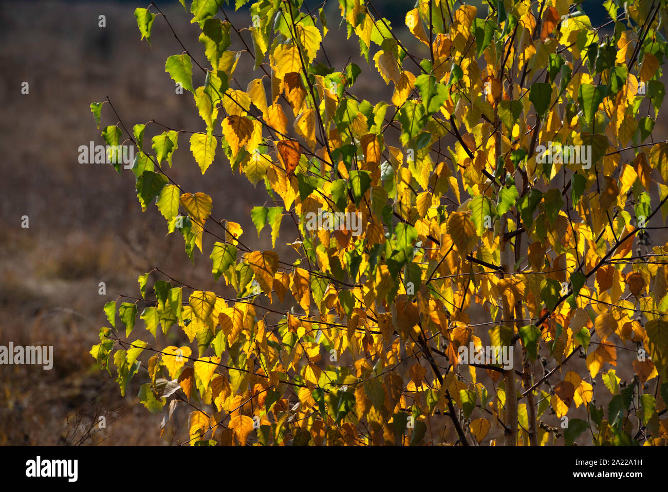 Un árbol en un campo amarillo en otoño Foto de stock