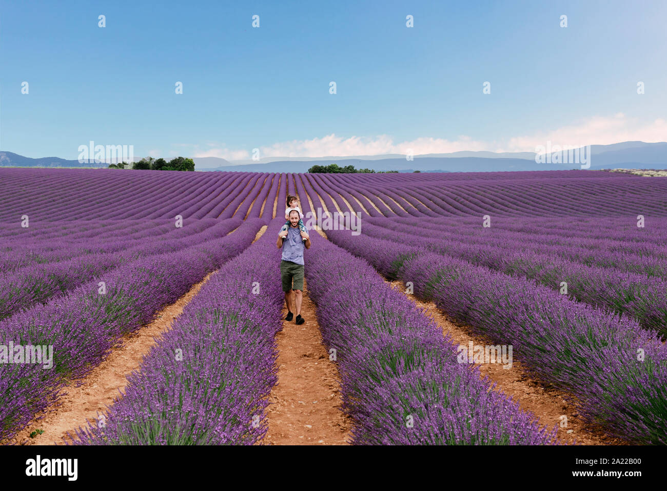 El padre y la niña caminando entre campos de lavanda en el verano Foto de stock