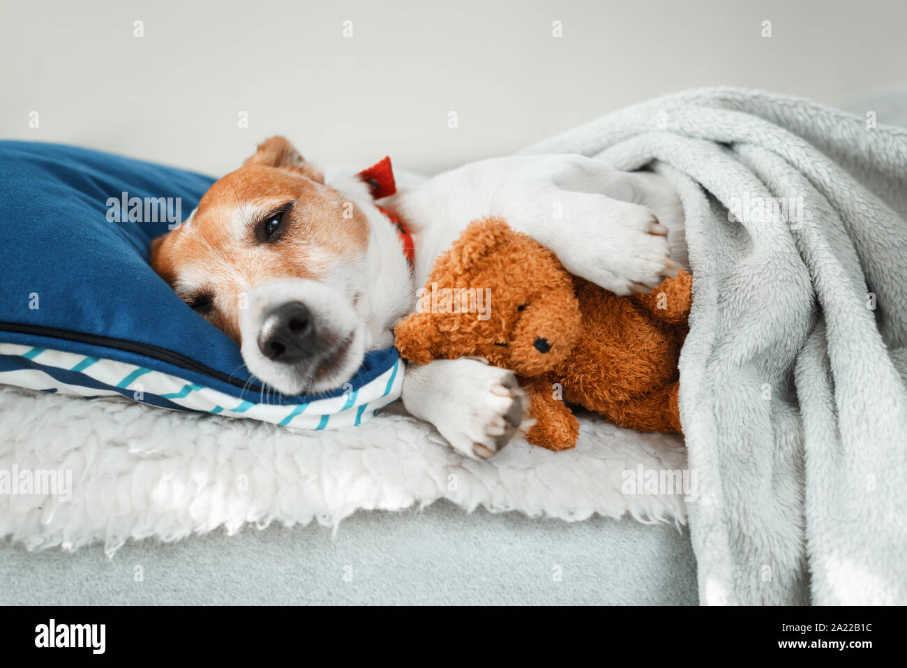 Jack Russell terrier dormir con osito de peluche perro cachorro toy Foto de stock