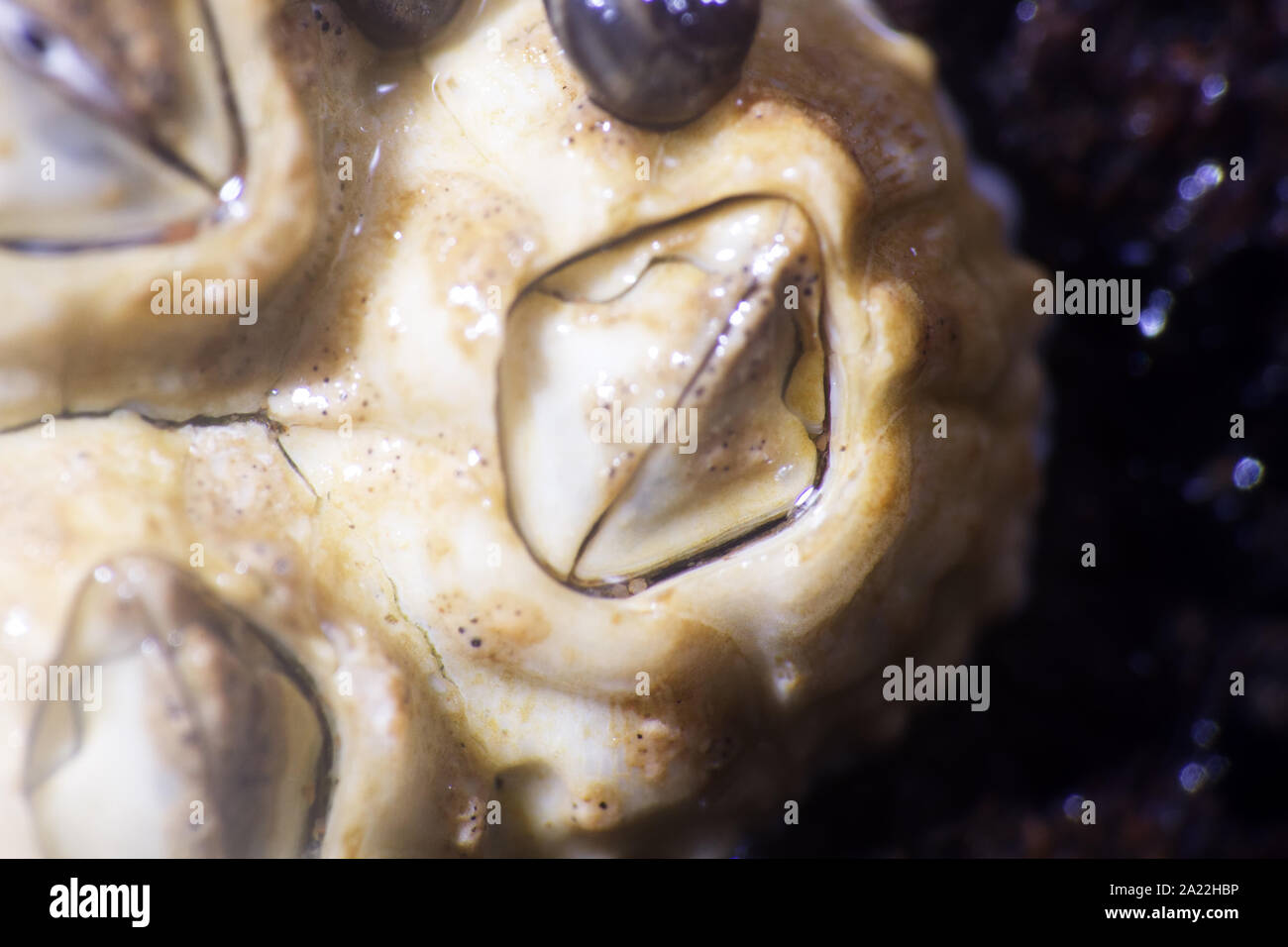 El mar de ACORN, shellback (Balanus) de algas en las piedras durante la marea baja - fétido, xylotria, animales dañinos. Macro. Invisible a los ojos del mundo plantas marinas. Foto de stock