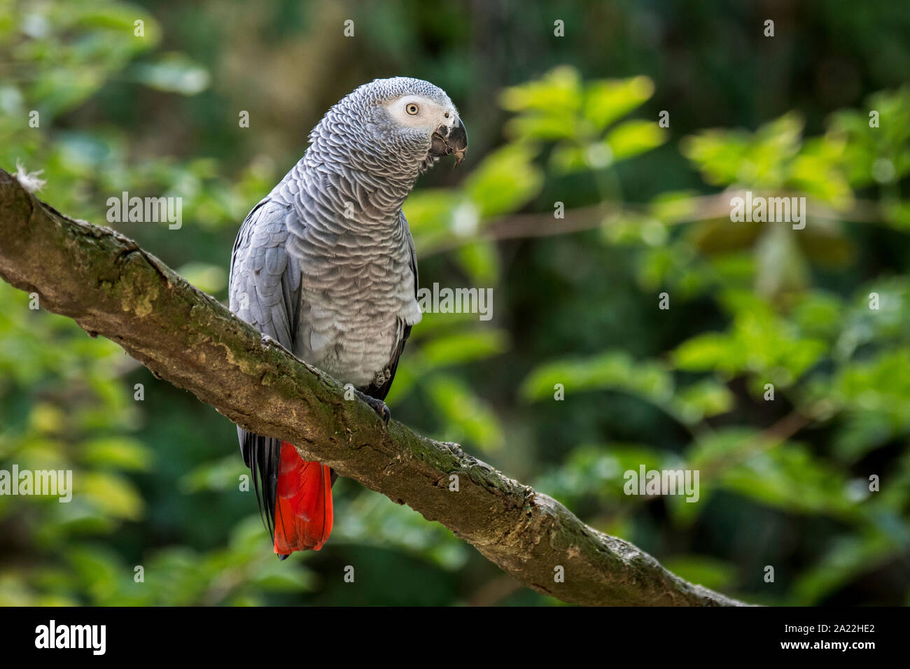Congo loro gris / loro gris africano (Psittacus erithacus) encaramado en el árbol, nativo de África ecuatorial Foto de stock