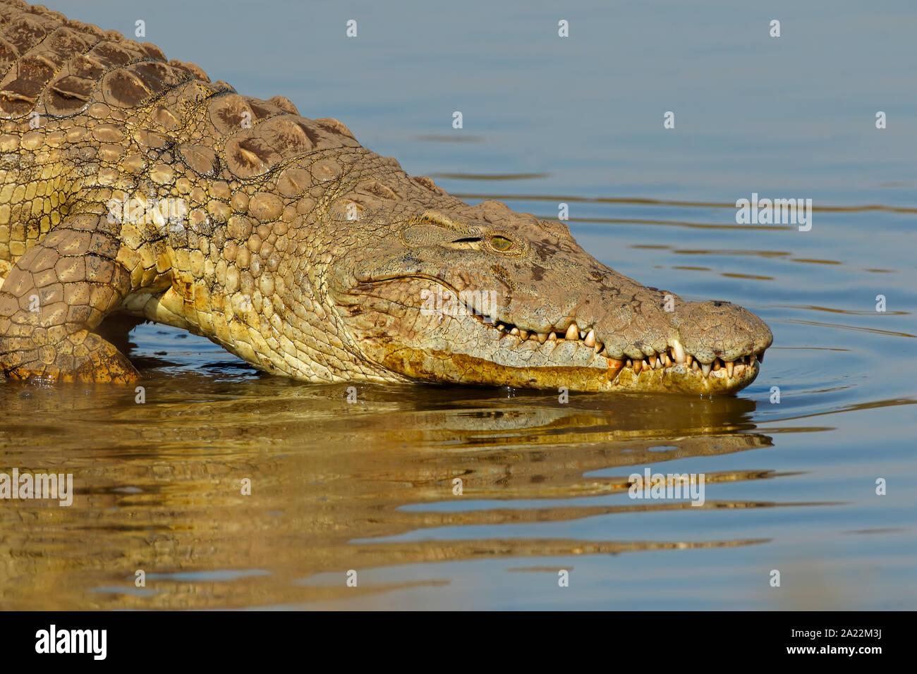 Retrato de un gran cocodrilo del Nilo (Crocodylus niloticus), el Parque Nacional Kruger, Sudáfrica Foto de stock
