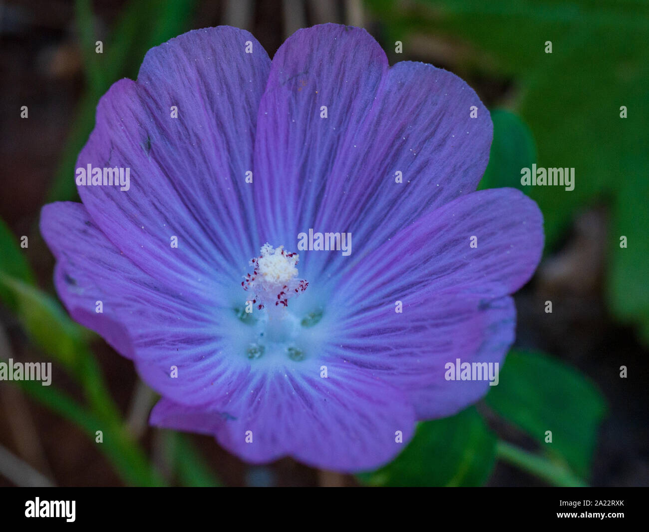 Flores de color púrpura y blanco brillante macro shot Foto de stock