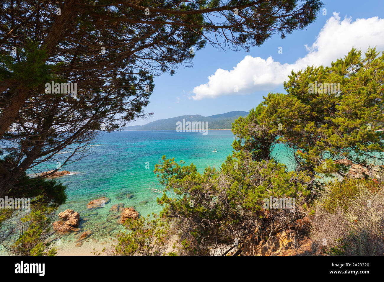 Los pinos en la playa de Cupabia. El paisaje costero de la isla de Córcega en un día soleado de verano, Francia Foto de stock