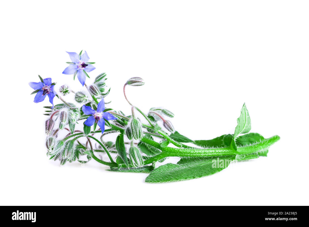 La borraja aislado en blanco. La borraja planta fresca con flores azules (Borago officinalis). Foto de stock