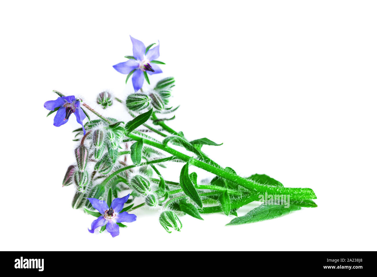 La borraja sobre fondo blanco. La borraja planta verde con flores azules (Borago officinalis). Foto de stock