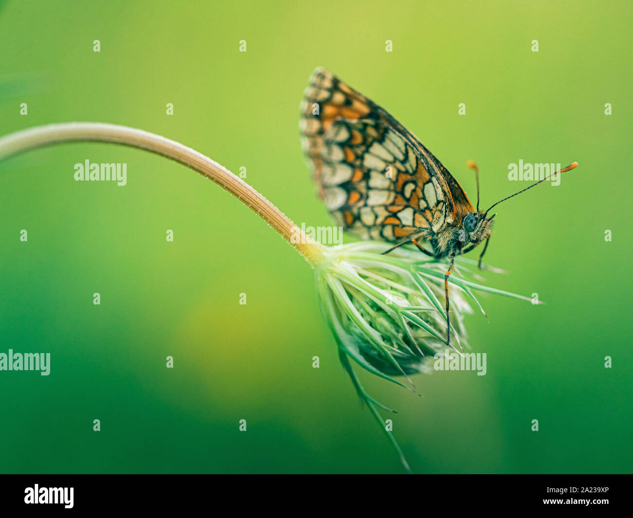 Gros plan de papillon Mélitée | cerca de Butterfly Speyeria Foto de stock