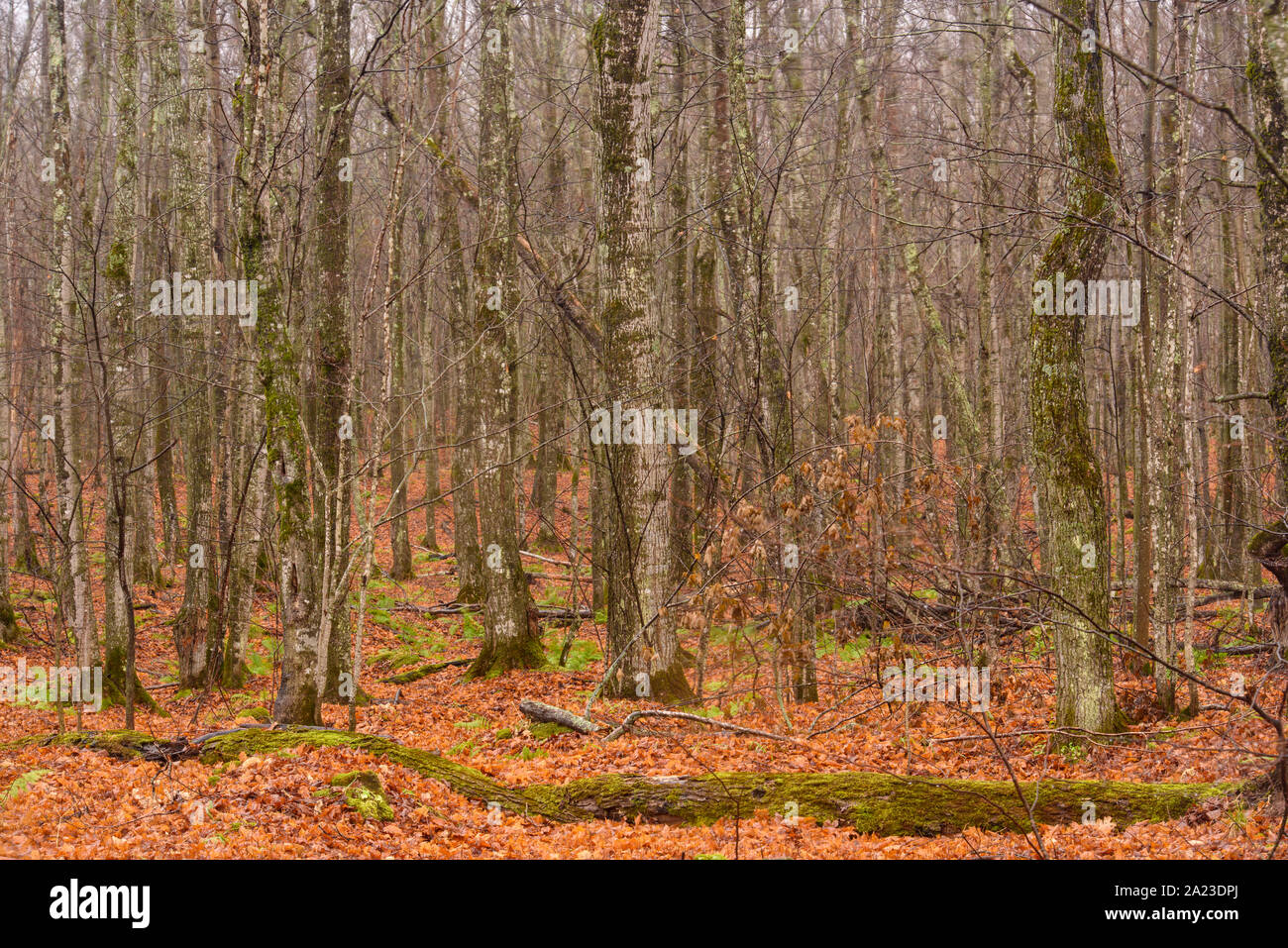 Bosque de hayas de madera de arce a finales de otoño, Lago nacional Pictured Rocks, Michigan, EE.UU. Foto de stock