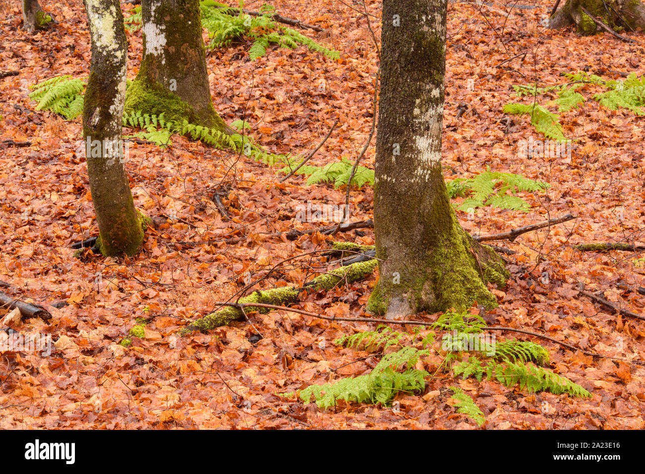 Bosque de hayas de madera de arce a finales de otoño, Lago nacional Pictured Rocks, Michigan, EE.UU. Foto de stock