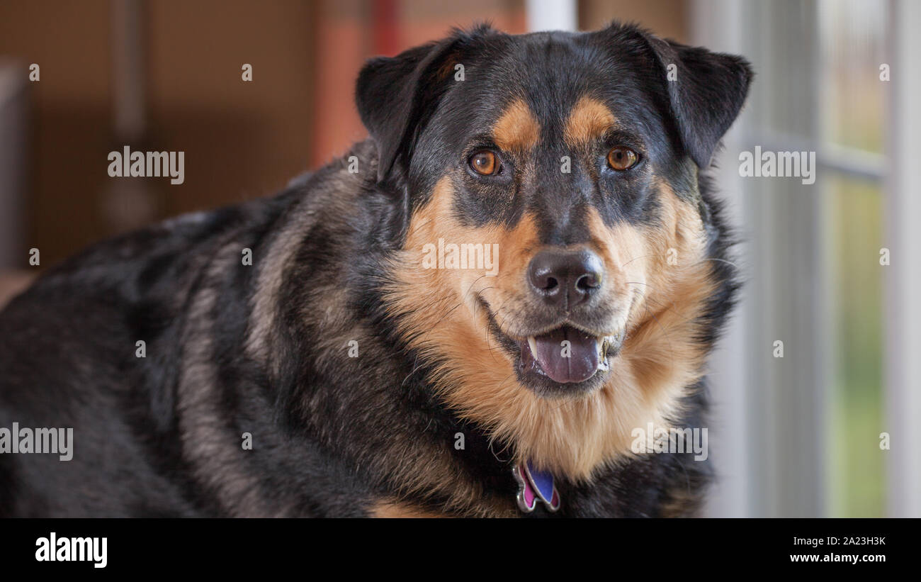 Retrato de rescate con perros adoptados en el nuevo hogar. Foto de stock