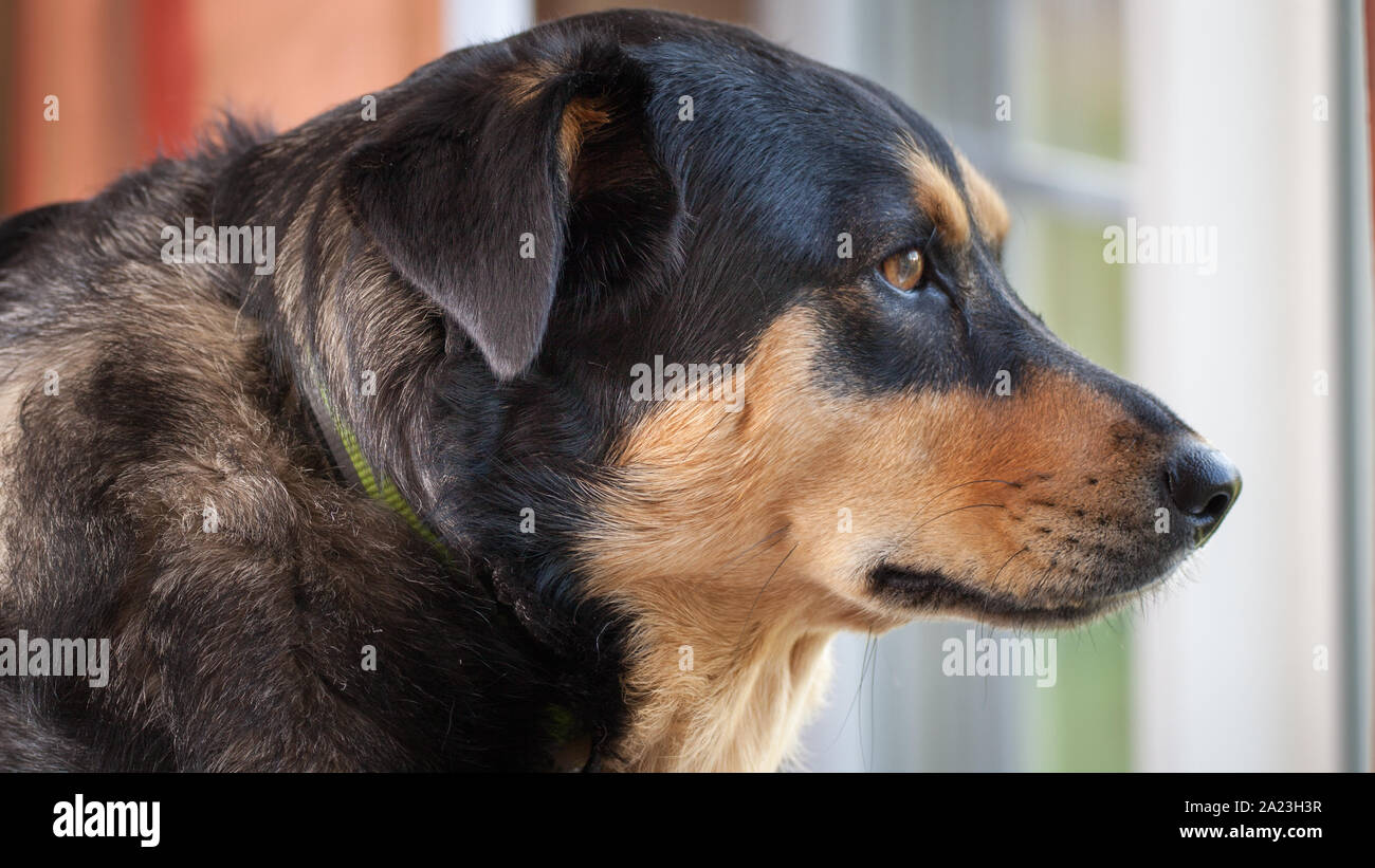 Retrato de rescate con perros adoptados en el nuevo hogar. Foto de stock
