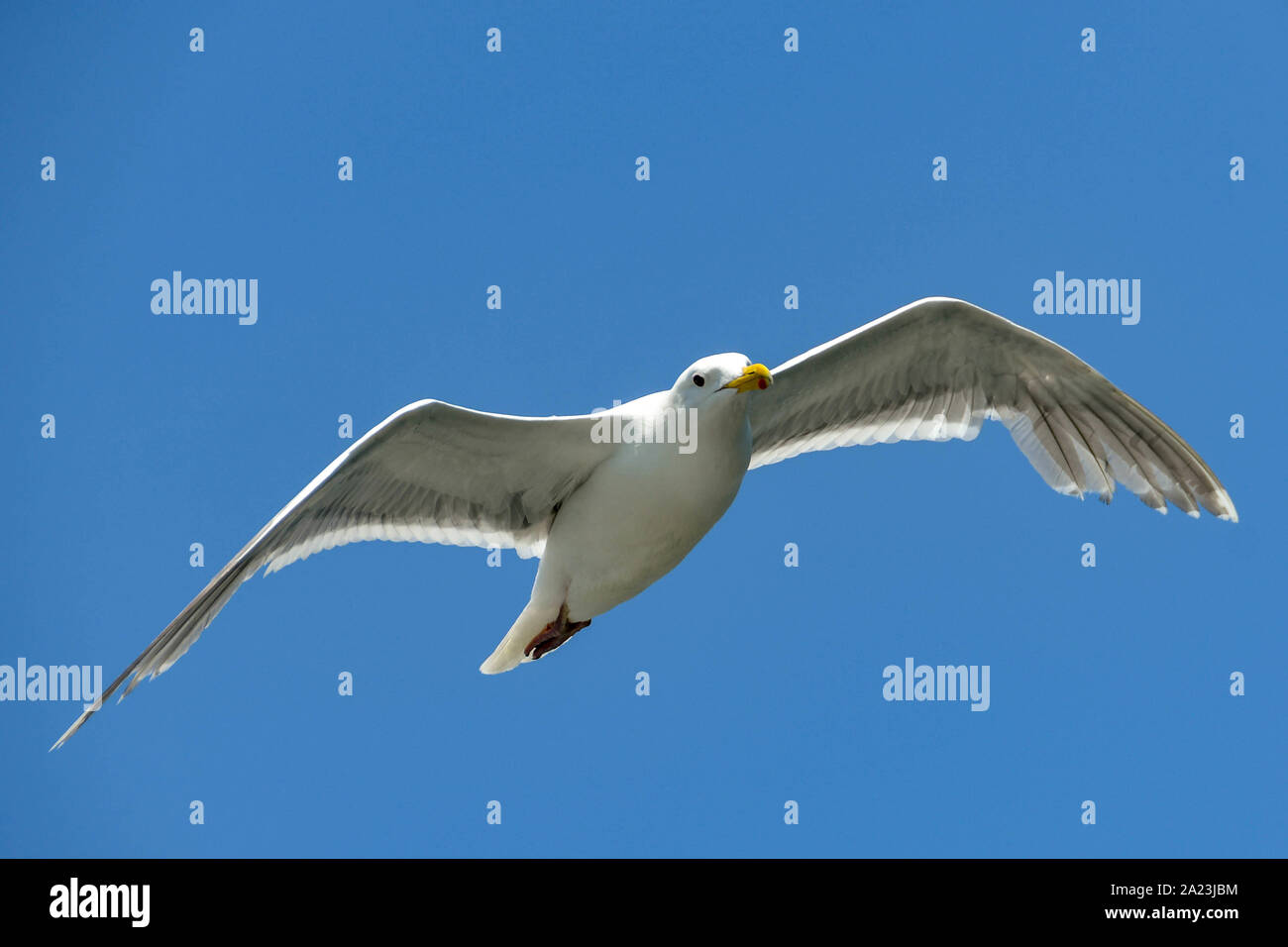 Gran Gaviota en vuelo aislado contra un cielo azul profundo con espacio para copiar Foto de stock