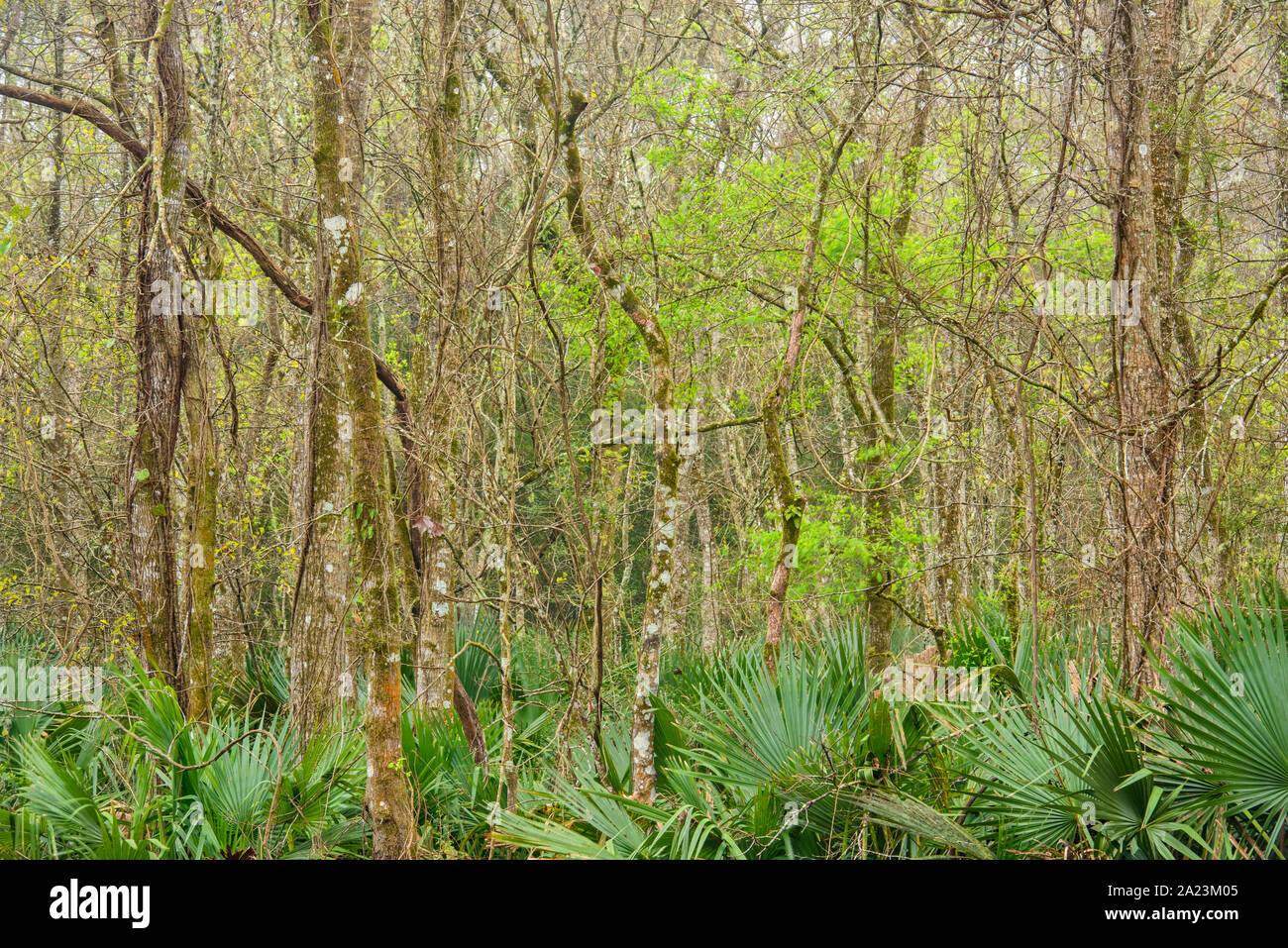 Palmetto Understory y bosque de primavera, Palmetto Island State Park, Louisiana, EE.UU Foto de stock