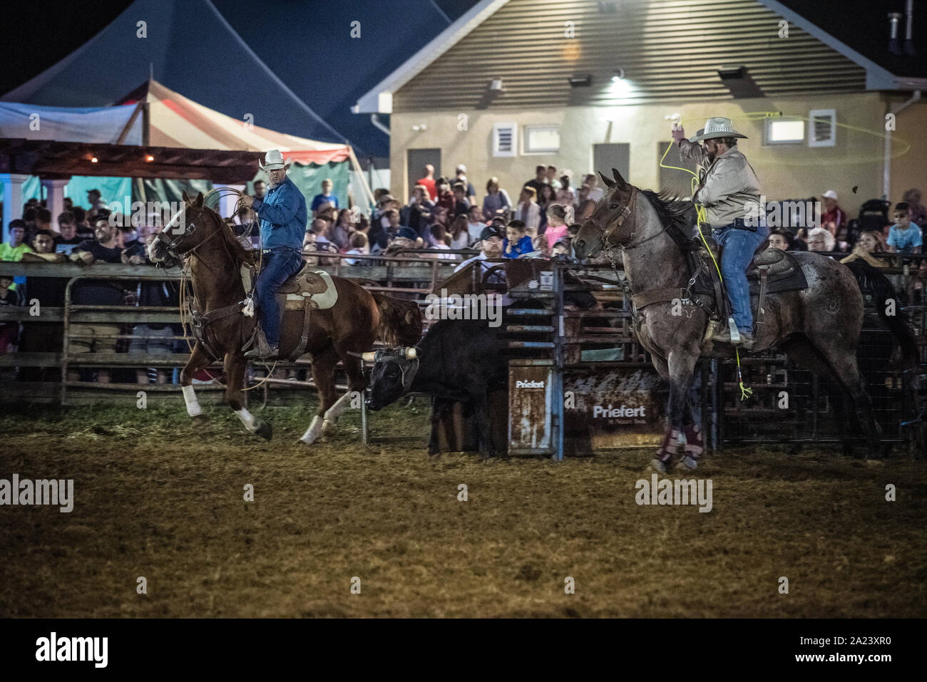 Feria País ternera roping contest. Foto de stock