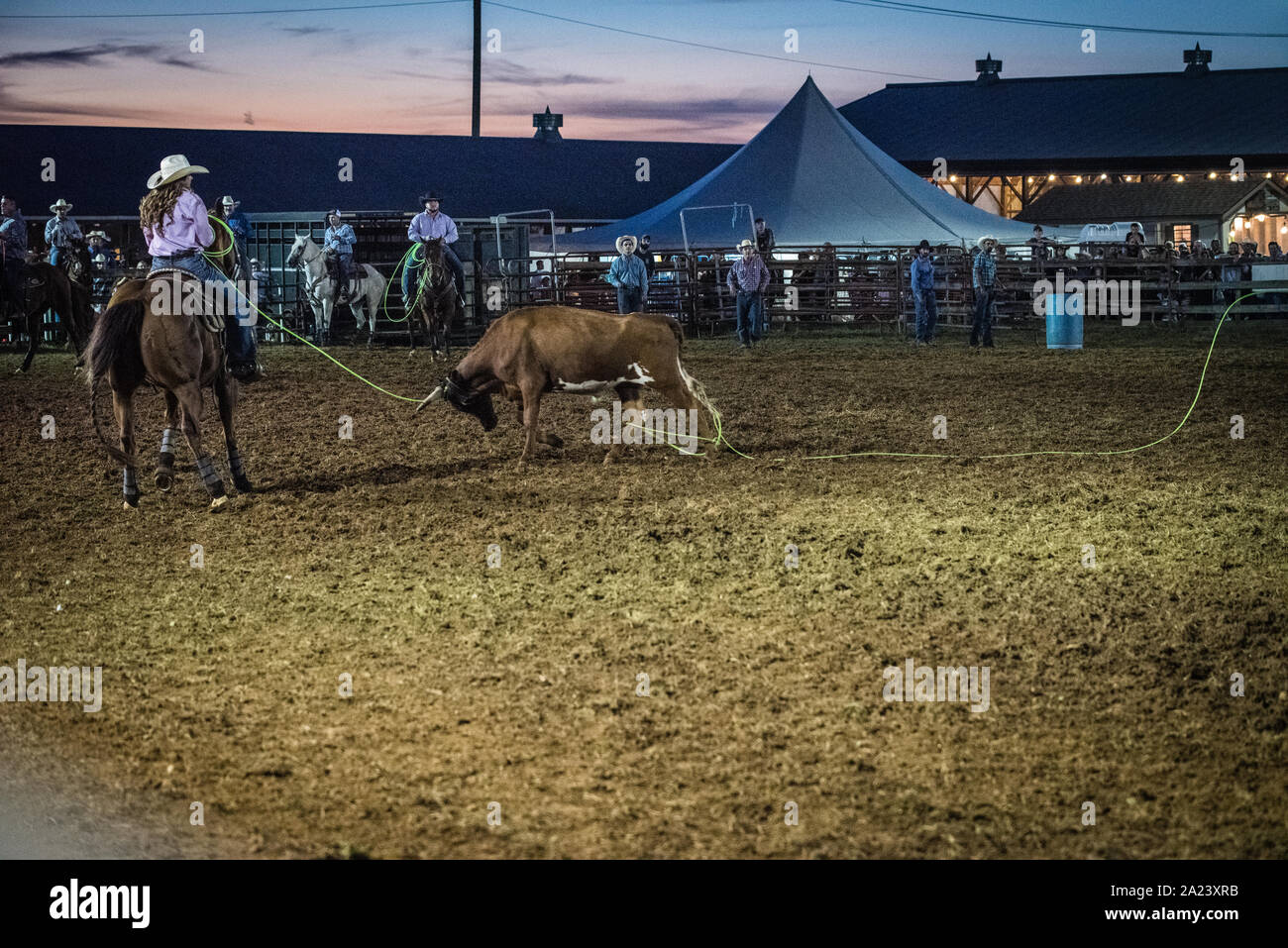 Feria País ternera roping contest. Foto de stock