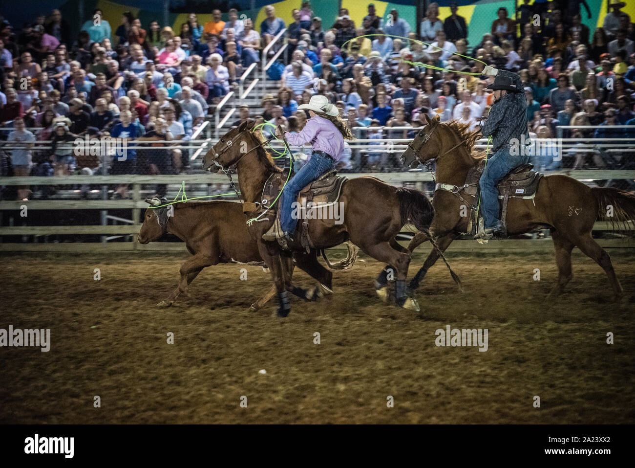 Feria País ternera roping contest. Foto de stock