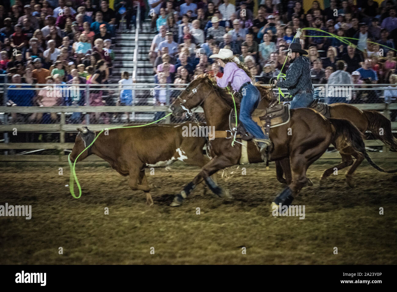 Feria País ternera roping contest. Foto de stock