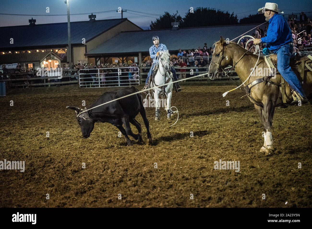 Feria País ternera roping contest. Foto de stock