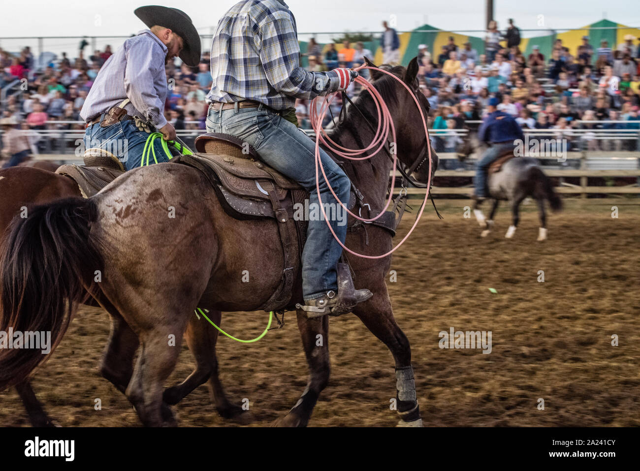 Feria País ternera roping contest. Foto de stock