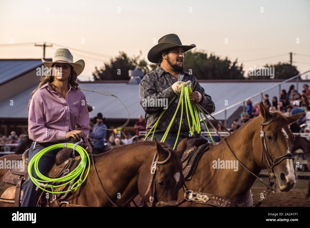 Feria País ternera roping contest. Foto de stock