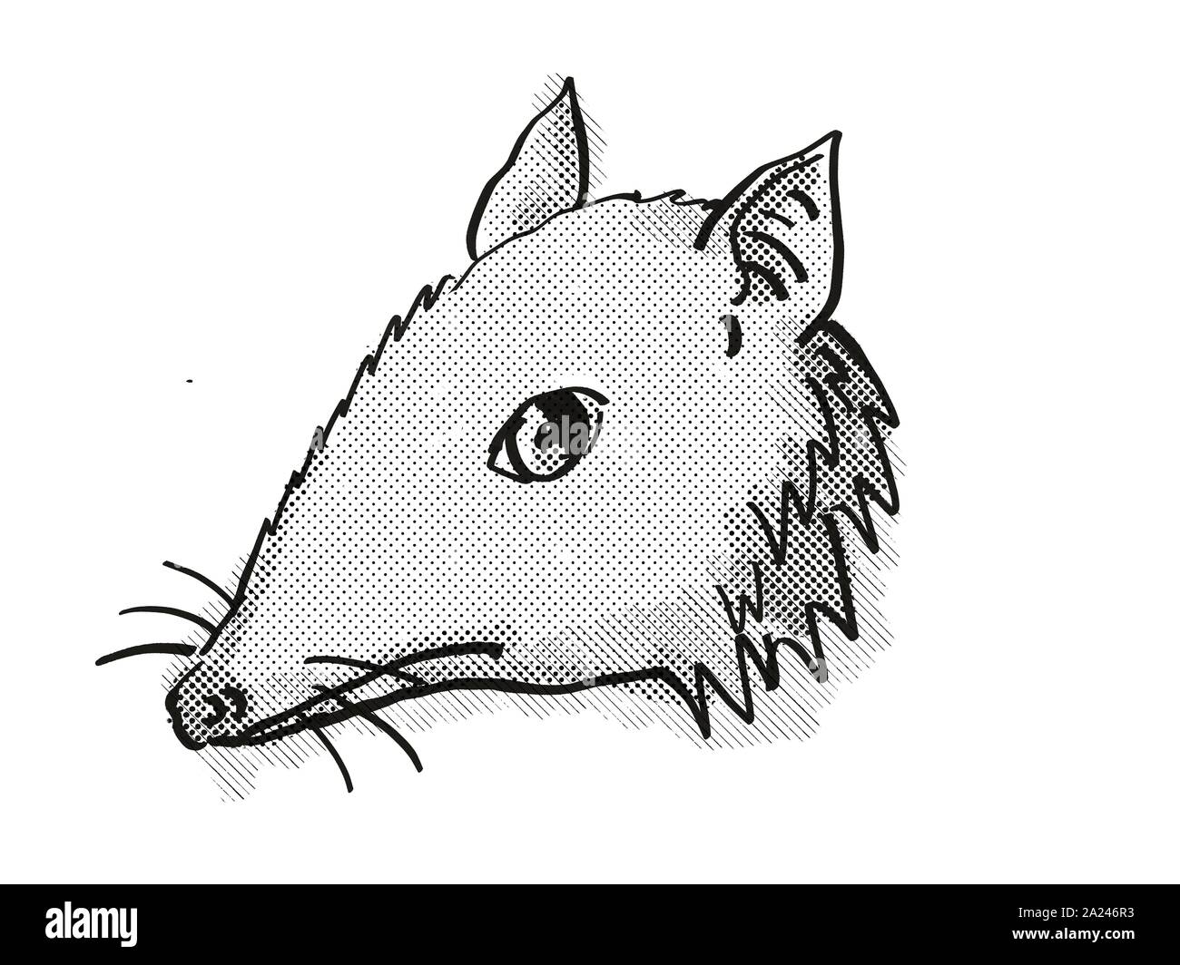 Estilo de dibujos animados Retro el dibujo de la cabeza de un Long-Nosed Bandicoot , especies de fauna amenazadas sobre fondo blanco aislado realizado en blanco y negro. Foto de stock
