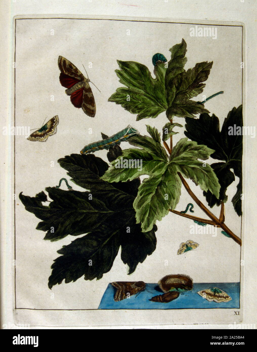 Ilustración de los Holandeses, libro de botánica, 'Naauwkeurige waarneemingen" (observaciones precisas), por L'almirante Jacob, ca. 1774 Foto de stock