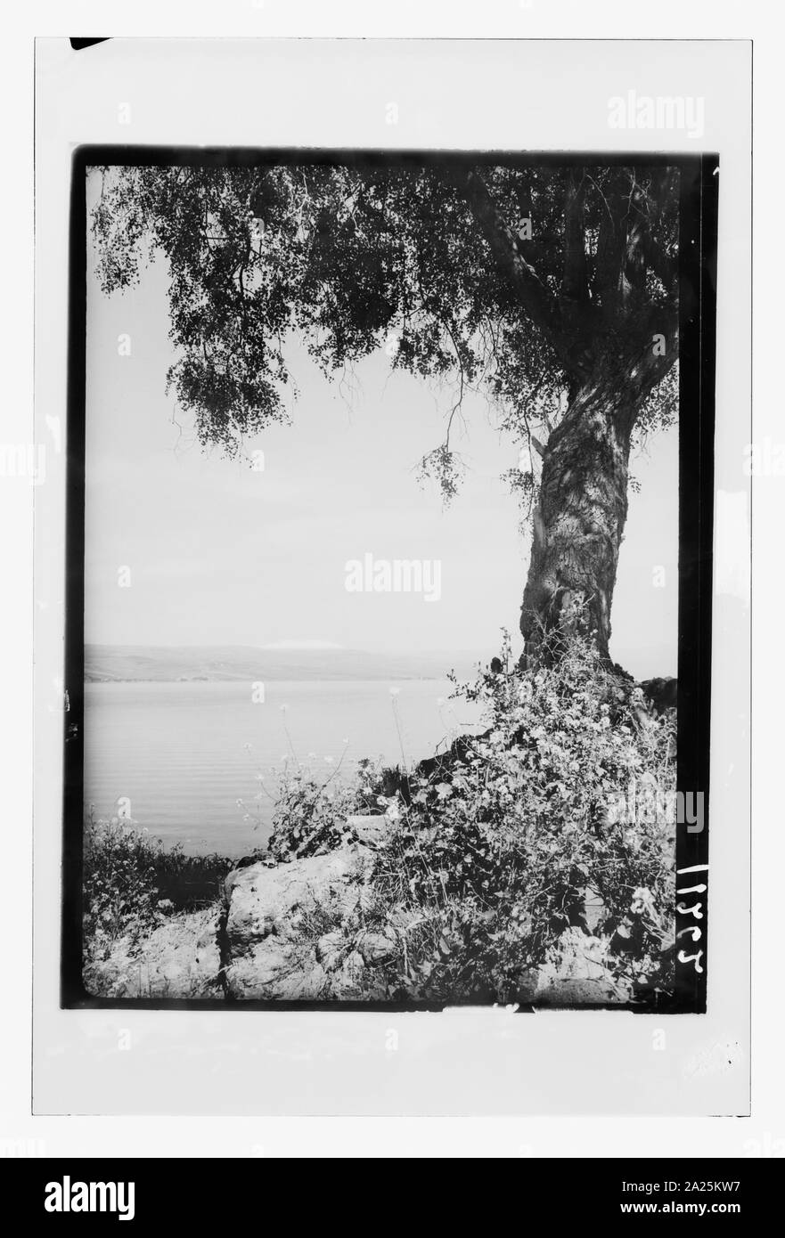 Pintorescas vistas del Mt. Hermon y el lago. Mar de Galilea con scene enmarcado por árboles de gran tamaño Foto de stock
